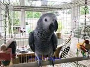 HAND FED AFRICAN GREY PARROTS AVAILABLE FOR REHOMING