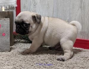 Pure Breed Male and Female Frenchies and Pug puppies for sale