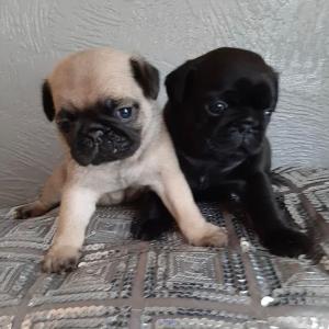Top Class Male and Female Pug Puppies Available