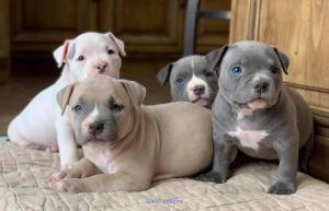 beautifull Blue nose pitbull puppies ready for a new home