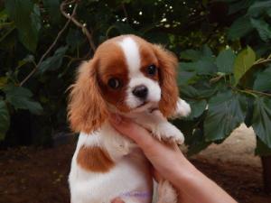 A donner chiots cavalier king charles