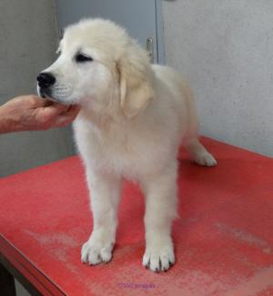 A donner Chiot Golden Retriever femelle