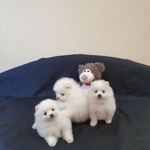 Pomeranian puppies looking for a new home
