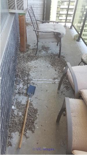 Get Rid of Pigeon Droppings and Cobwebs on your Balcony Today
