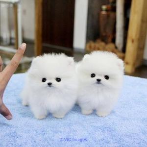 Super cute teacup Pomeranian puppies