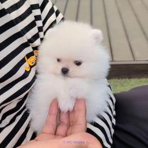 Super cute teacup Pomeranian puppies