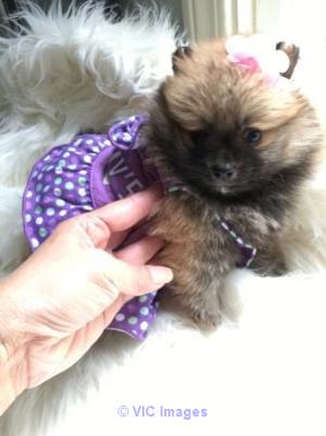 Super cute teacup Pomeranian puppies