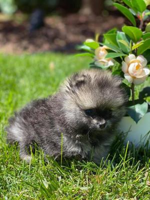 Super cute teacup Pomeranian puppies