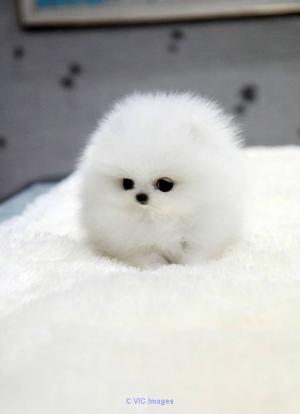 Super cute teacup Pomeranian puppies