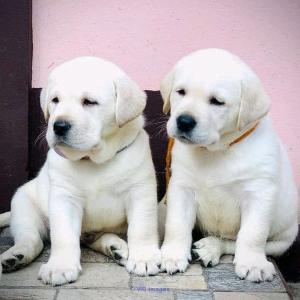 gorgeous Labrador Retriever