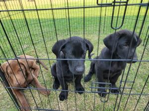 Labrador Retriever available