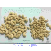 Vietnamese Cashew Nut Kernels WW180, WW210