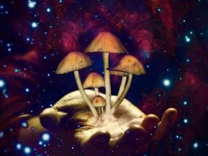 High Quality Magic Mushrooms
