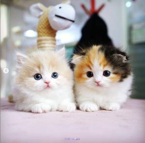 munchkins kittens home