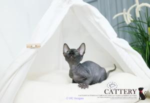 sphynx kittens for sale
