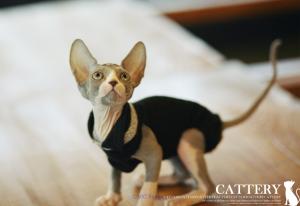 sphynx kittens for sale near me