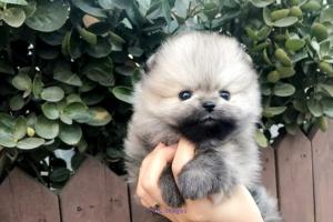 pomeranian puppies home