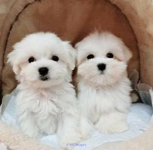 Maltese puppies for adoption ( teacup), Vaccinated and dewormed.