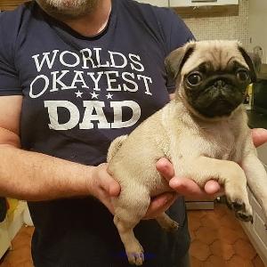 Cute Teacup Pug Puppies for sale