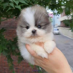 super cute Pomerianian puppies