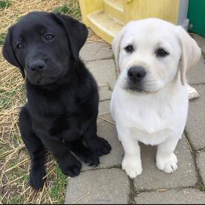 Golden Retriever puppies for adoption