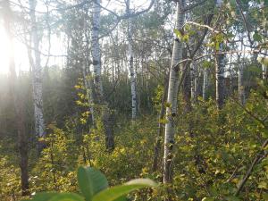 Beauty of a large lot in Onanole Manitoba.