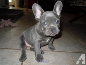 Cheap AKC Register French Bulldog Puppies for sale