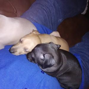 Italian greyhunt puppies for good homes