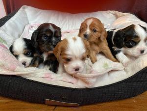 Cavalier King Charles Spaniel Puppies for adoption