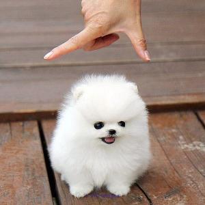 Gives pomeranian puppy / Donne chiot pomeranien