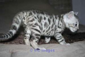 bengal tabby kitten to give / chaton tigré bengal à donner