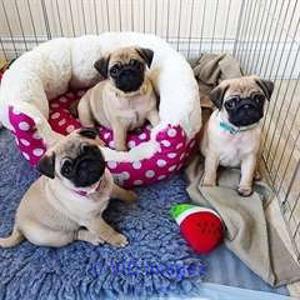 pug puppies to give away / chiots carlin (pug) à donner