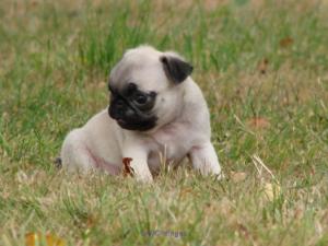 Chiot Carlin femelle