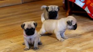 pugs for sale, pug puppies for sale, pugs for sale near me