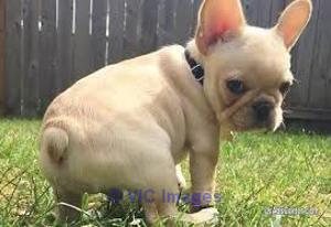 Healthy French Bulldog puppies available for adoption