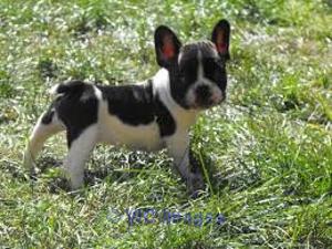 Family raised French Bulldog Puppies for sale