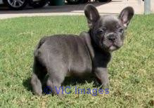 Socialized French Bulldog puppies ready now.