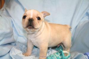French Bulldog puppies, vaccinated , potty trained and well socialized