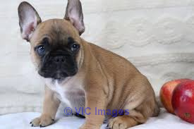 Purebred French  ready for adoption