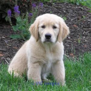 Healthy Golden Retriever puppies available.