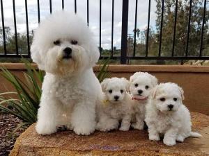 VERY URGENT*******Puppies for sale at good prices