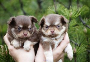 Chihuahua puppies