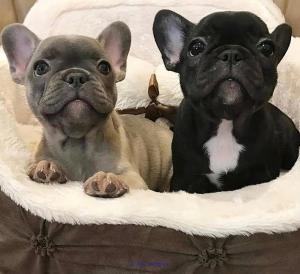 French Bulldog Puppies Available