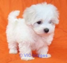 Cute and Adorable Maltese Puppies for Adoption
