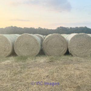 Alfalfa/timothy hay for sale