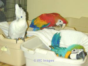 African greys/macaws/cockatoos for sale                        ,