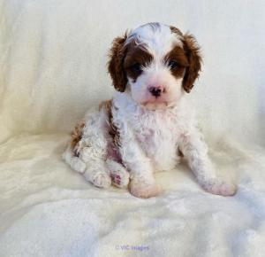 Healthy cavapoo puppies for adoption