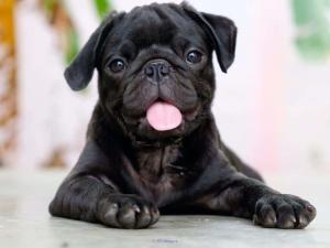 Cheap Pug Puppies For Sale Near Me
