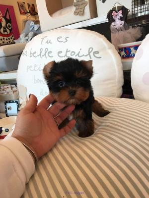 Male and female Yorkie looking for thier forever new