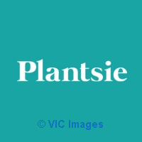 Birthday delivery in Calgary - Plantsie